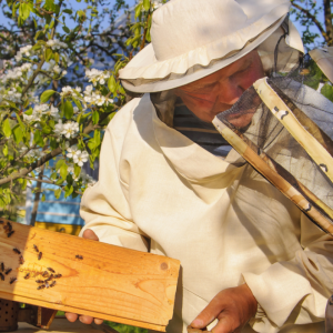 Bulgarian beekeeper explaining about bees to a child
