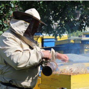 a beekeeper takes care of his hives