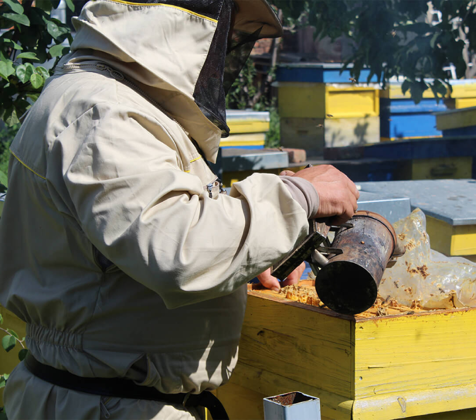 beekeeper tsvetan ivanov takes care for a hive