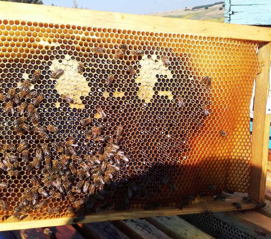 extracted honeycomb