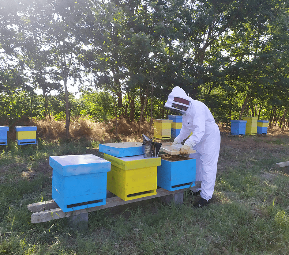beekeeper Todor Ivanov takes care of his hives