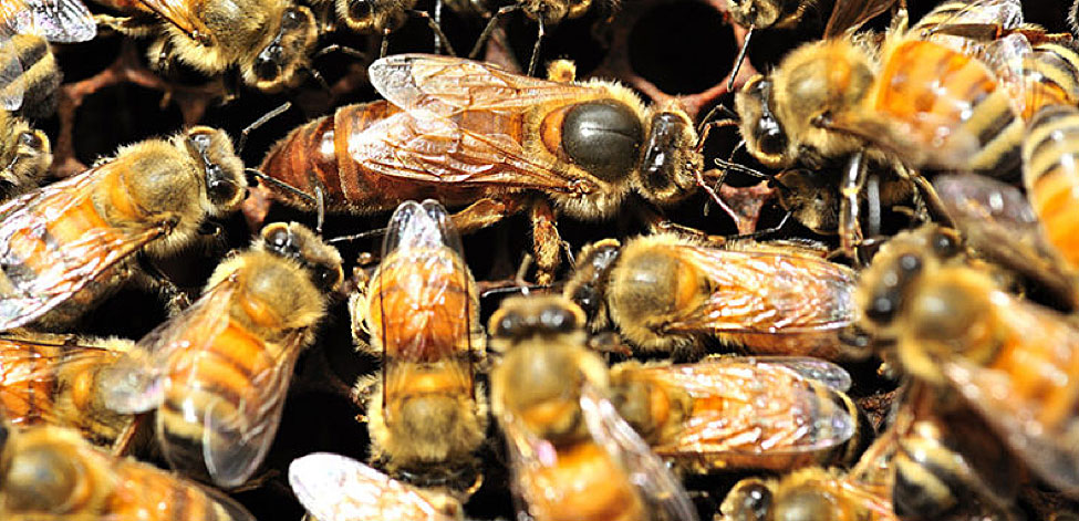 close-up image of bees in honeycomb