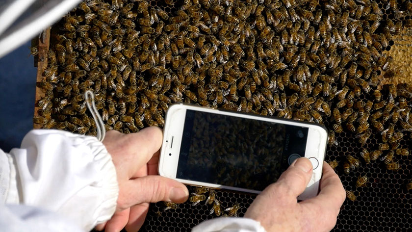 beekeeper with smartphone