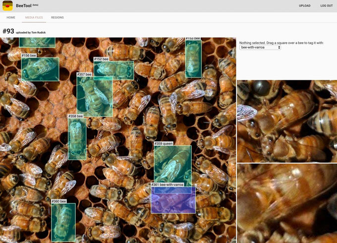 digital bee research