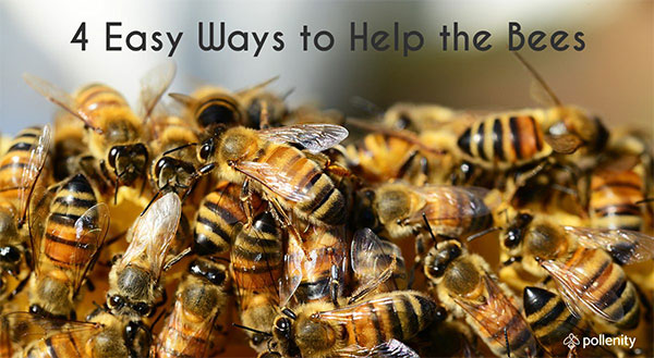 bees on a honeycomb - cover of the article 4 Ways to Help the Bees