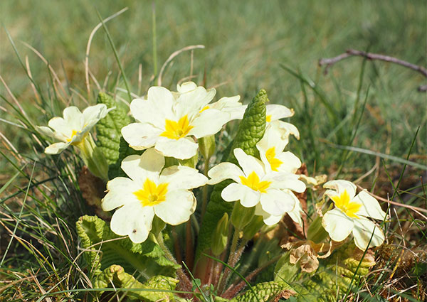 primrose plant